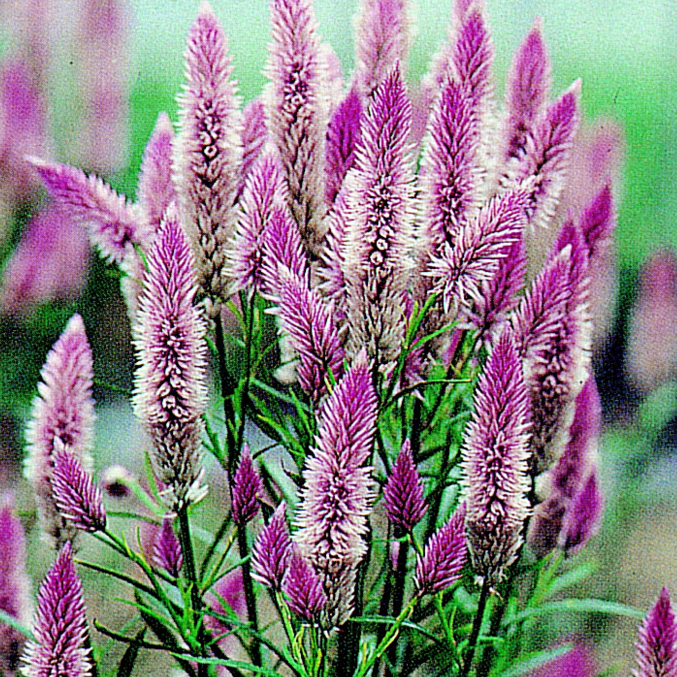 Celosia Flamingo Feather