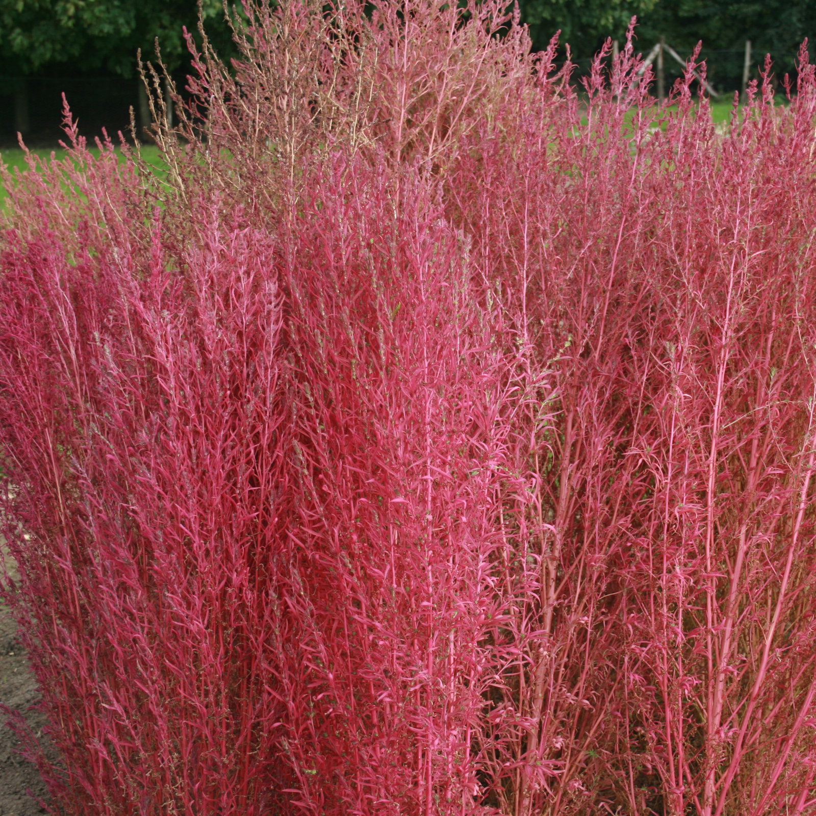 Kochia Tricophylla