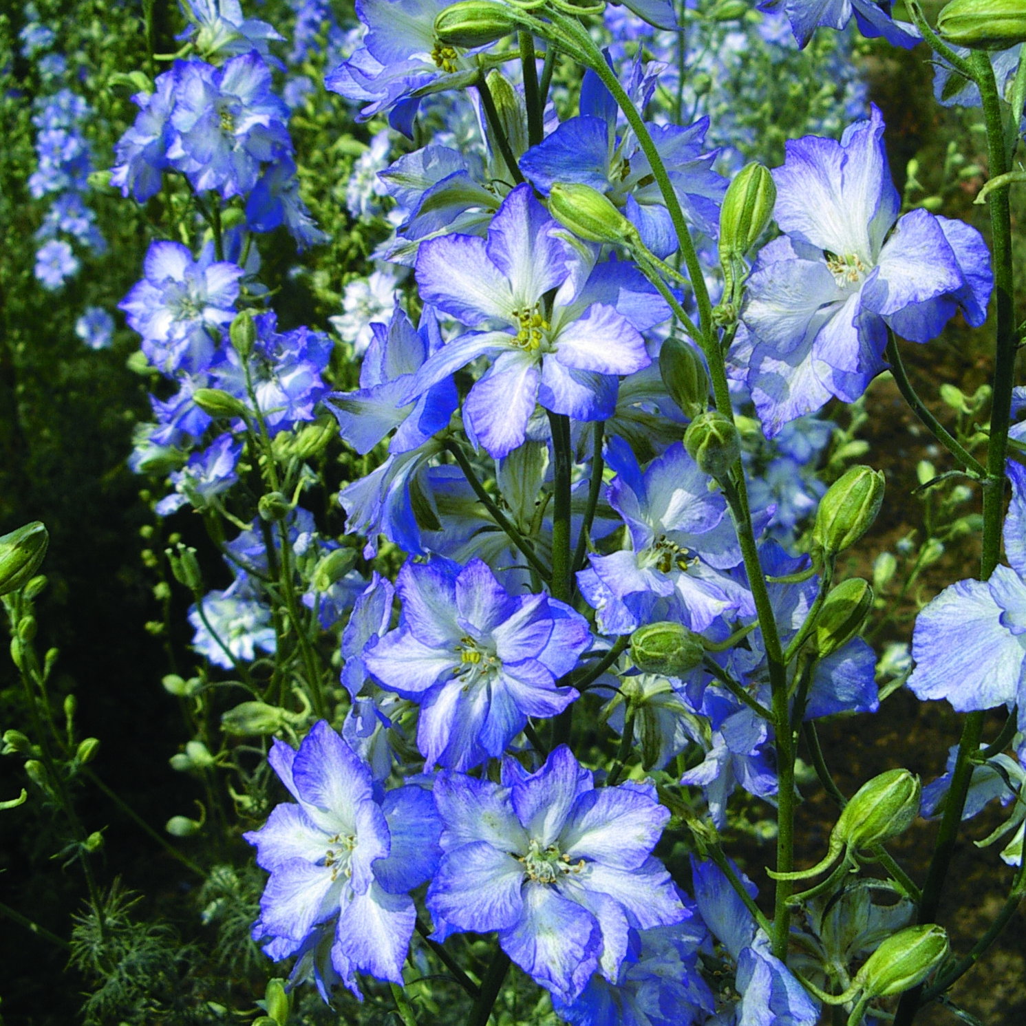 Larkspur Frosted Skies