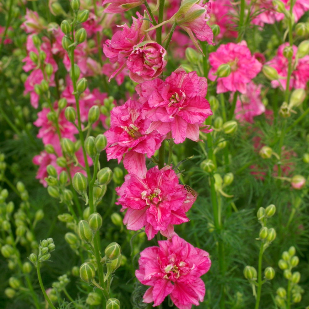 Larkspur Limelight Carmine