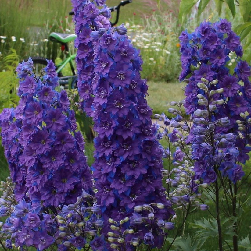 Larkspur Limelight Dark Blue