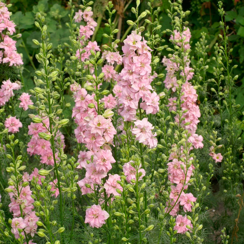Larkspur Limelight Light Pink
