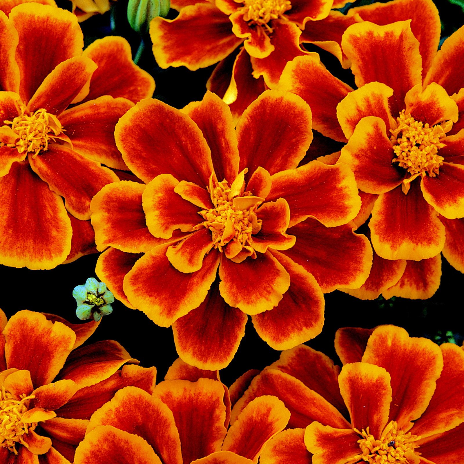 Marigold Durango Flame