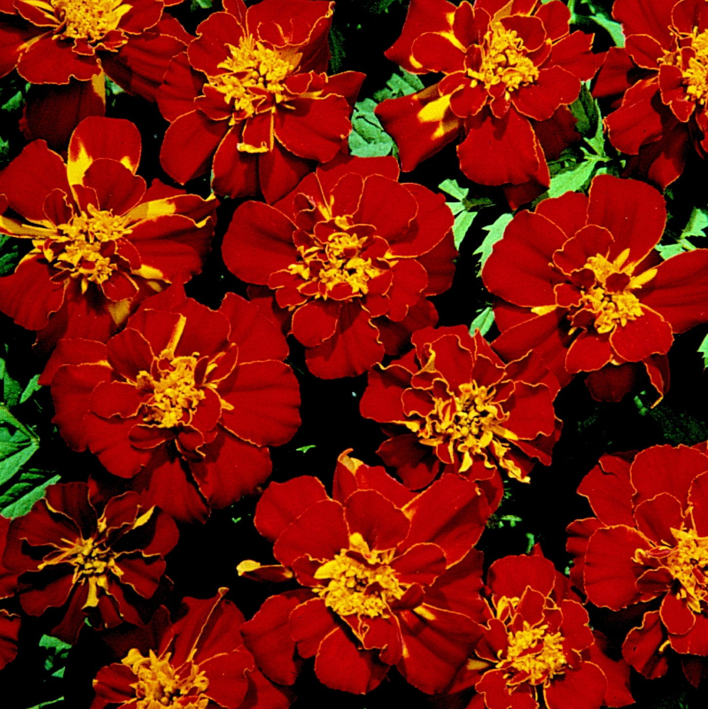 Marigold Safari Red
