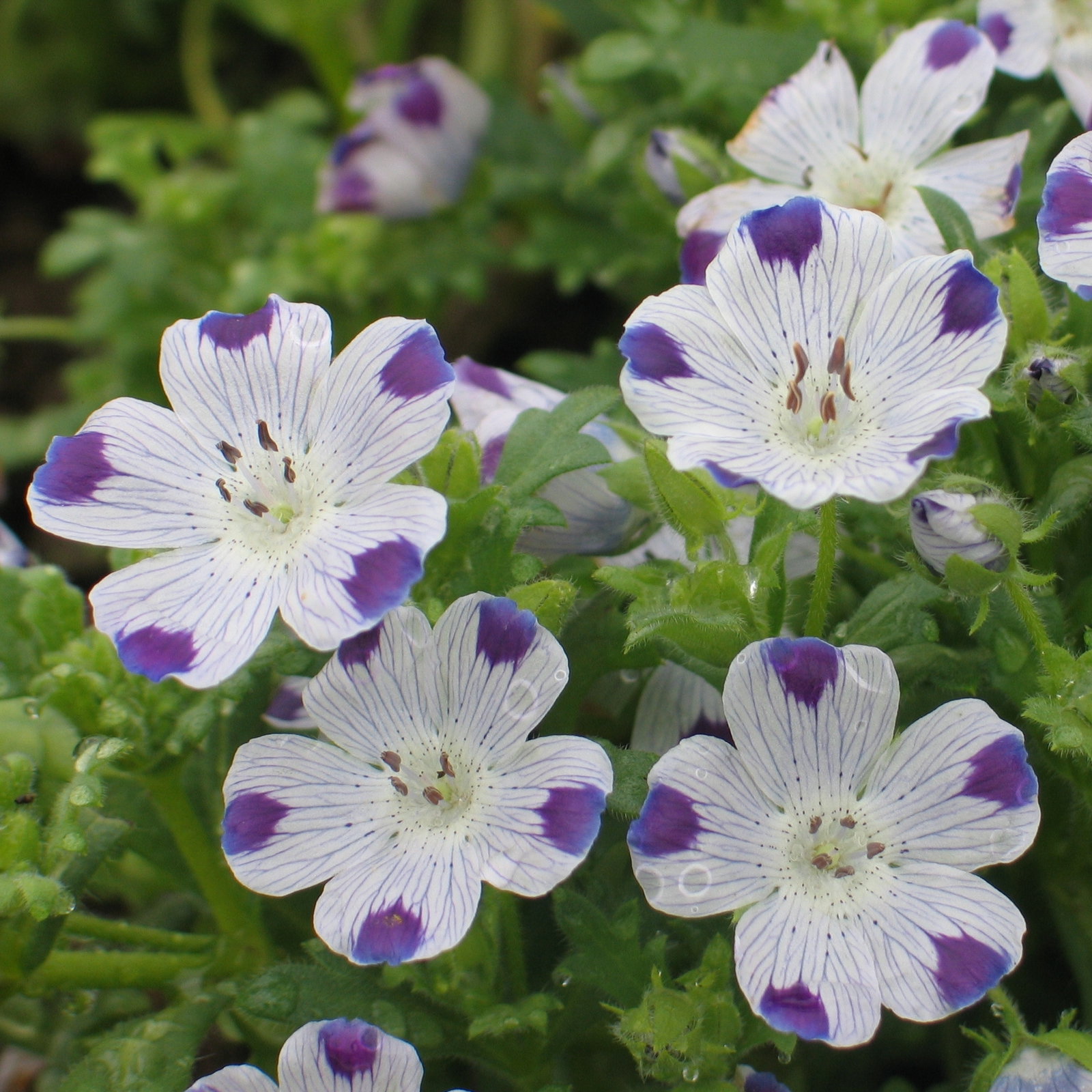 Nemophila Maculata Five Spot