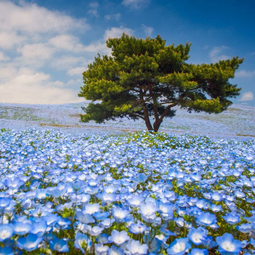 Nemophila Menziiesii Baby Blue Eyes