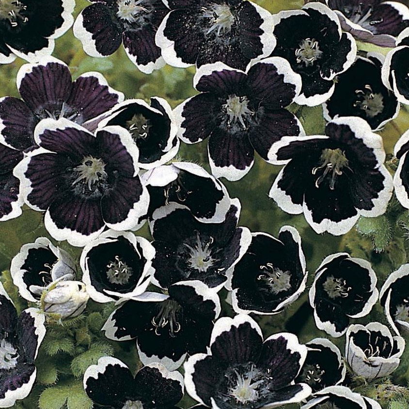 Nemophila Penny Black