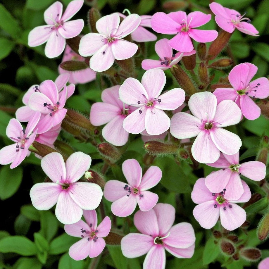 Saponaria Vaccaria Pink Beauty