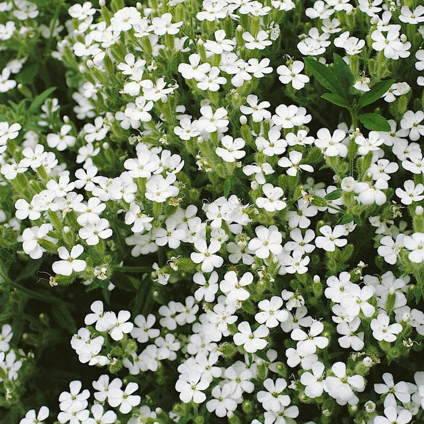 Saponaria Vaccaria White