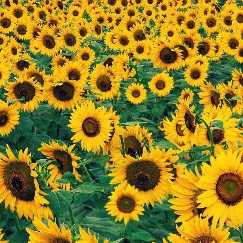 Sunflower Pacino Cola