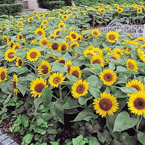Sunflower Big Smile