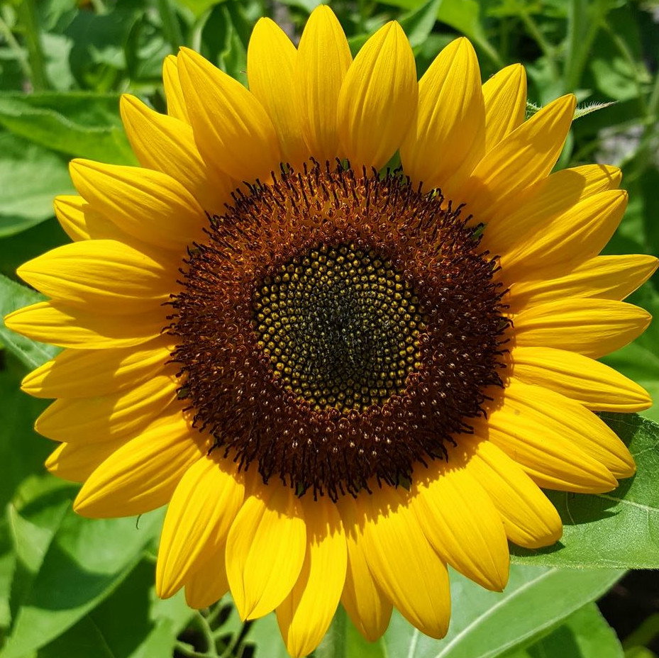 Sunflower Giant Yellow Single