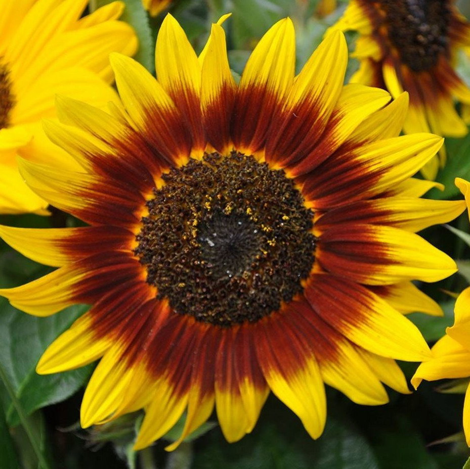 Sunflower Ring Of Fire