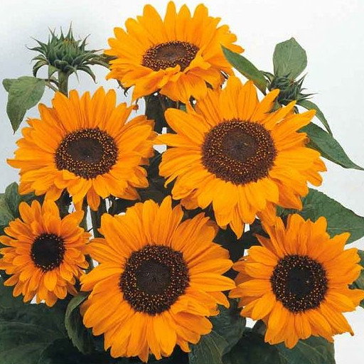Sunflower Soraya