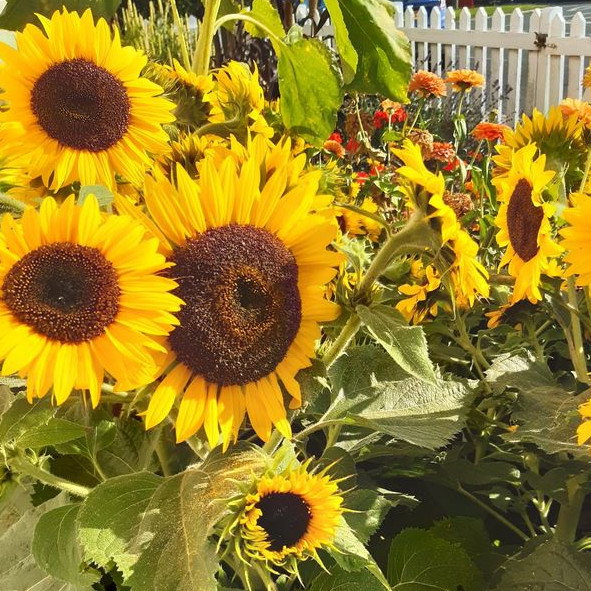 Sunflower Waooh