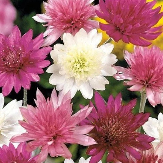 Xeranthemum Lumina Double Mixed