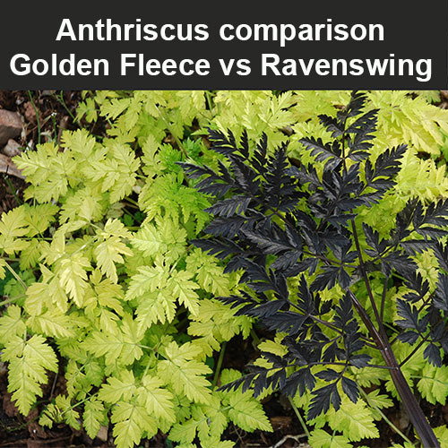 Anthriscus Ravenswing Vs Golden Fleece