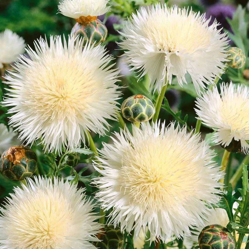 Centaurea Moschata White