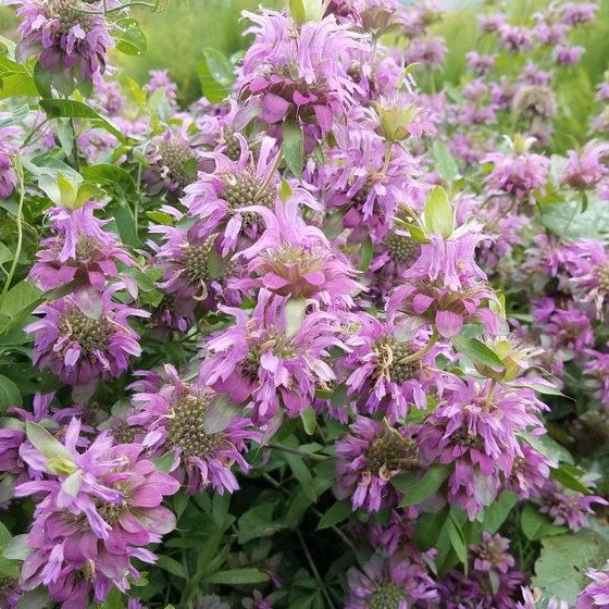 Monarda Lambada