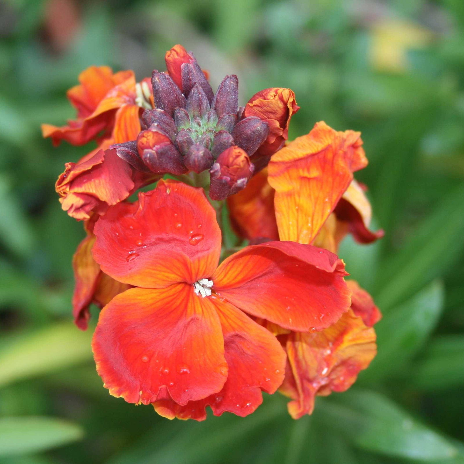 Wallflower Fire King