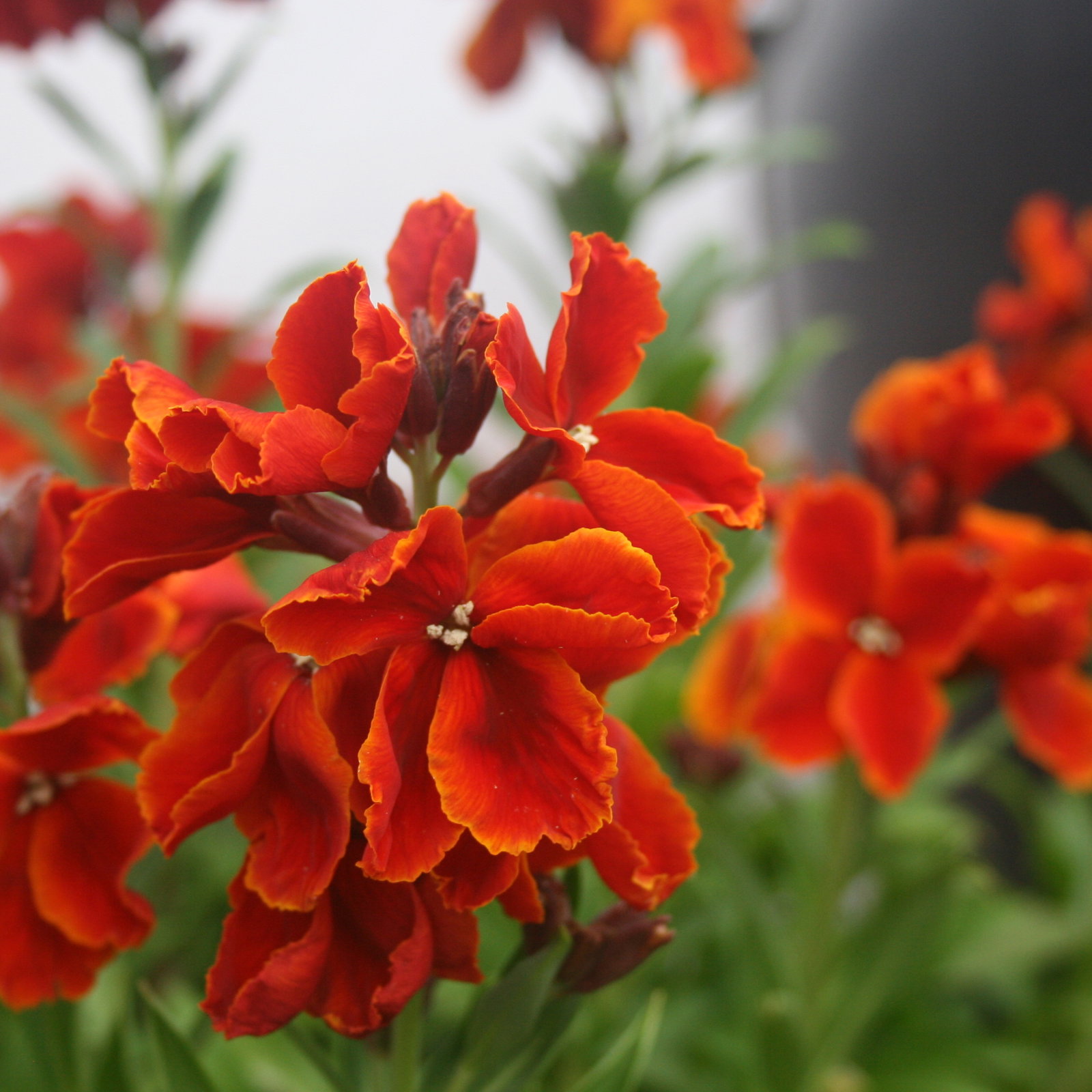 Wallflower Scarlet Bedder