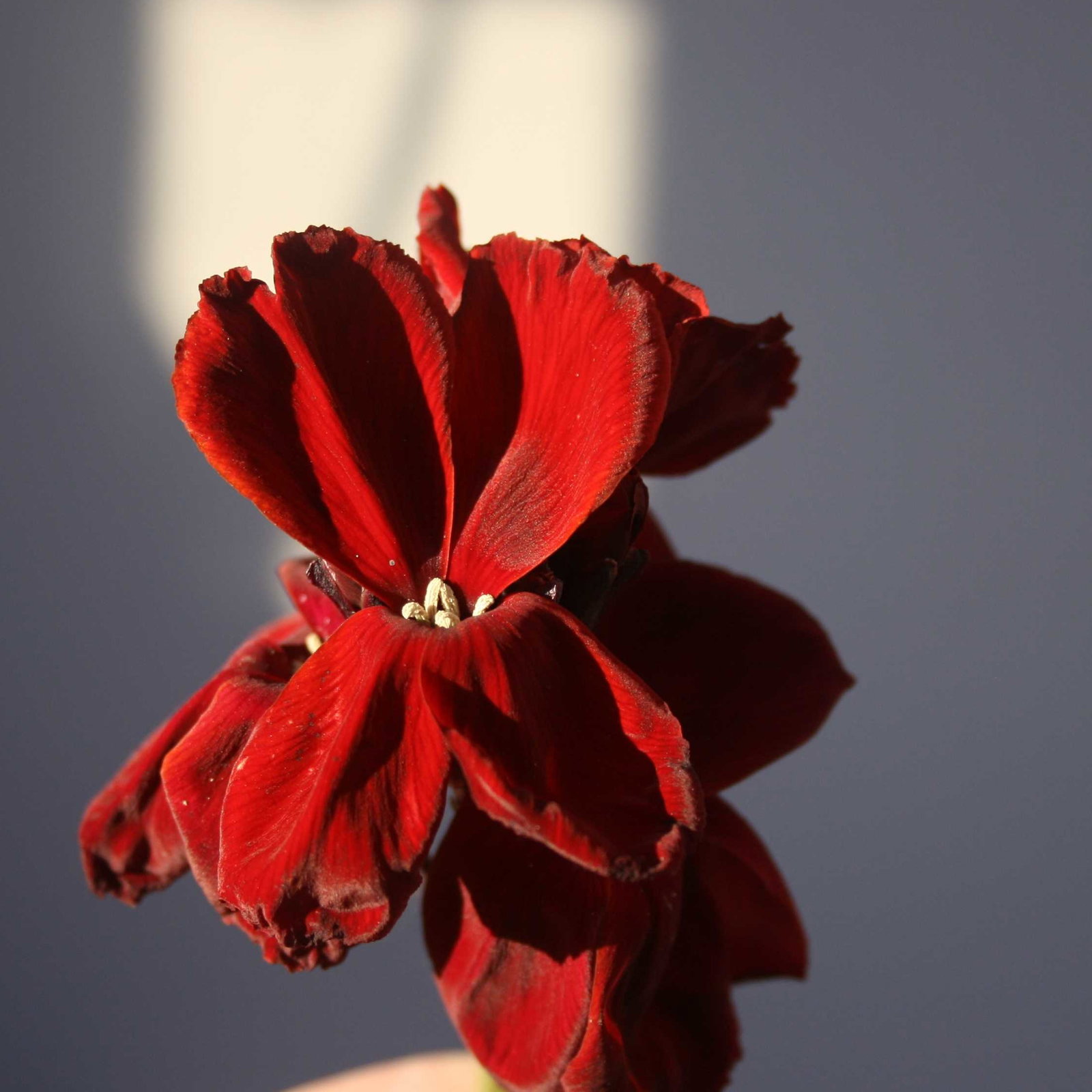 Wallflower Vulcan