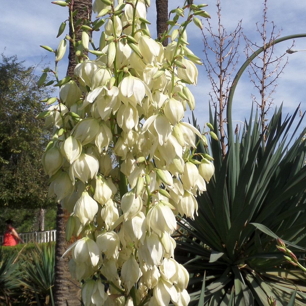 Yucca Filamentosa