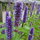 Agastache Liquorice Blue