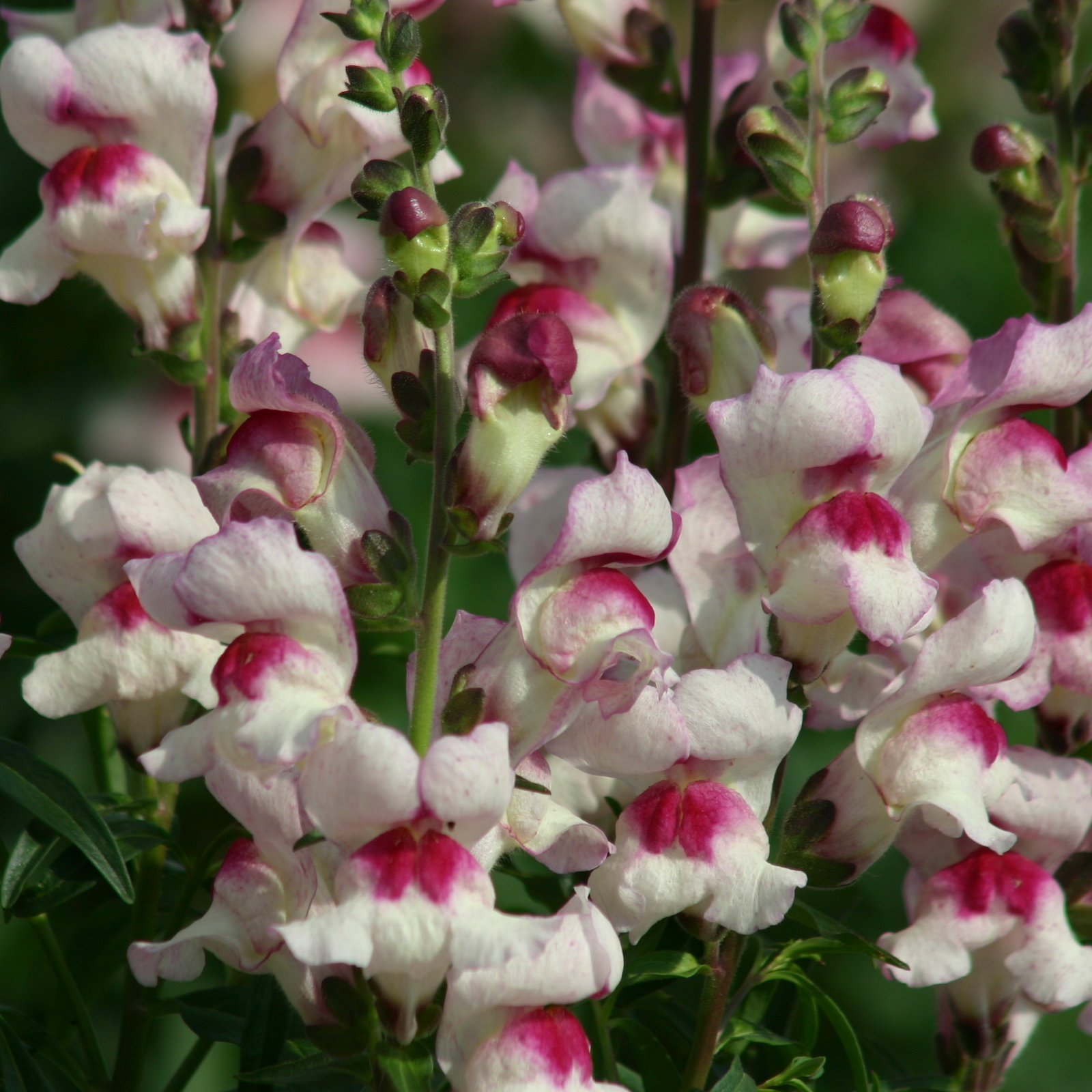 Antirrhinum Majus Lucky Lips