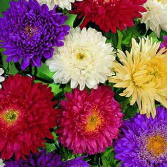Aster Super Princess Mixed