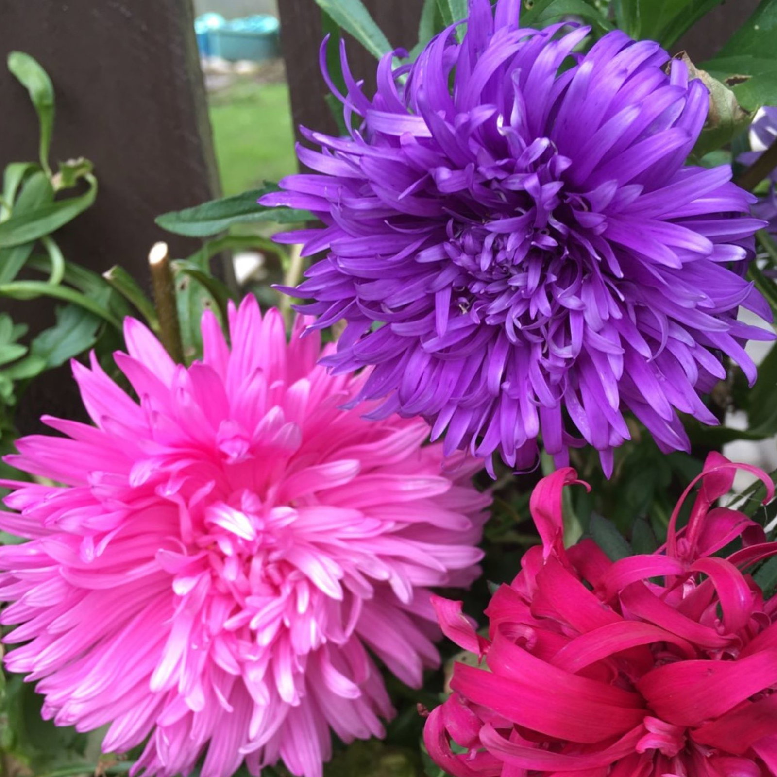 Aster Ostrich Plume Mix