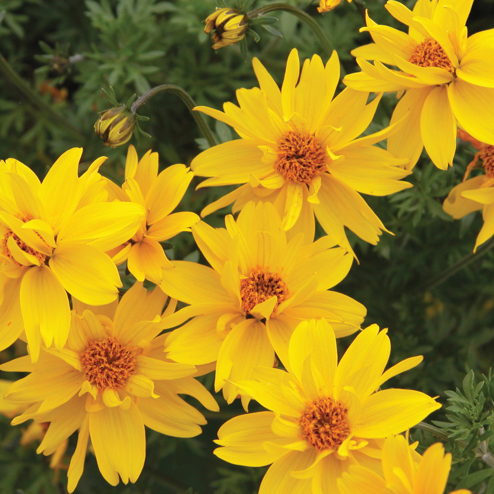 Bidens Gold Nugget