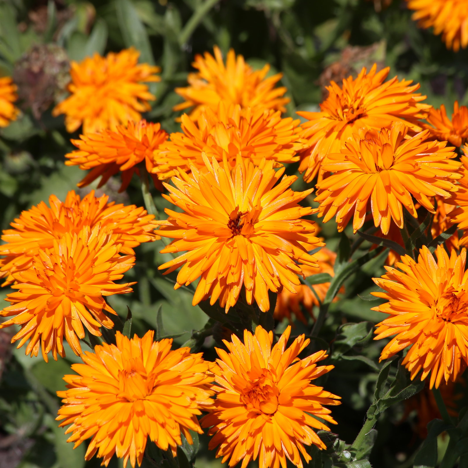 Calendula Calexis Orange