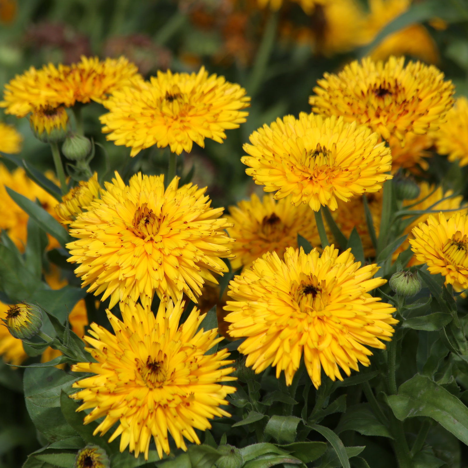 Calendula Calexis Yellow