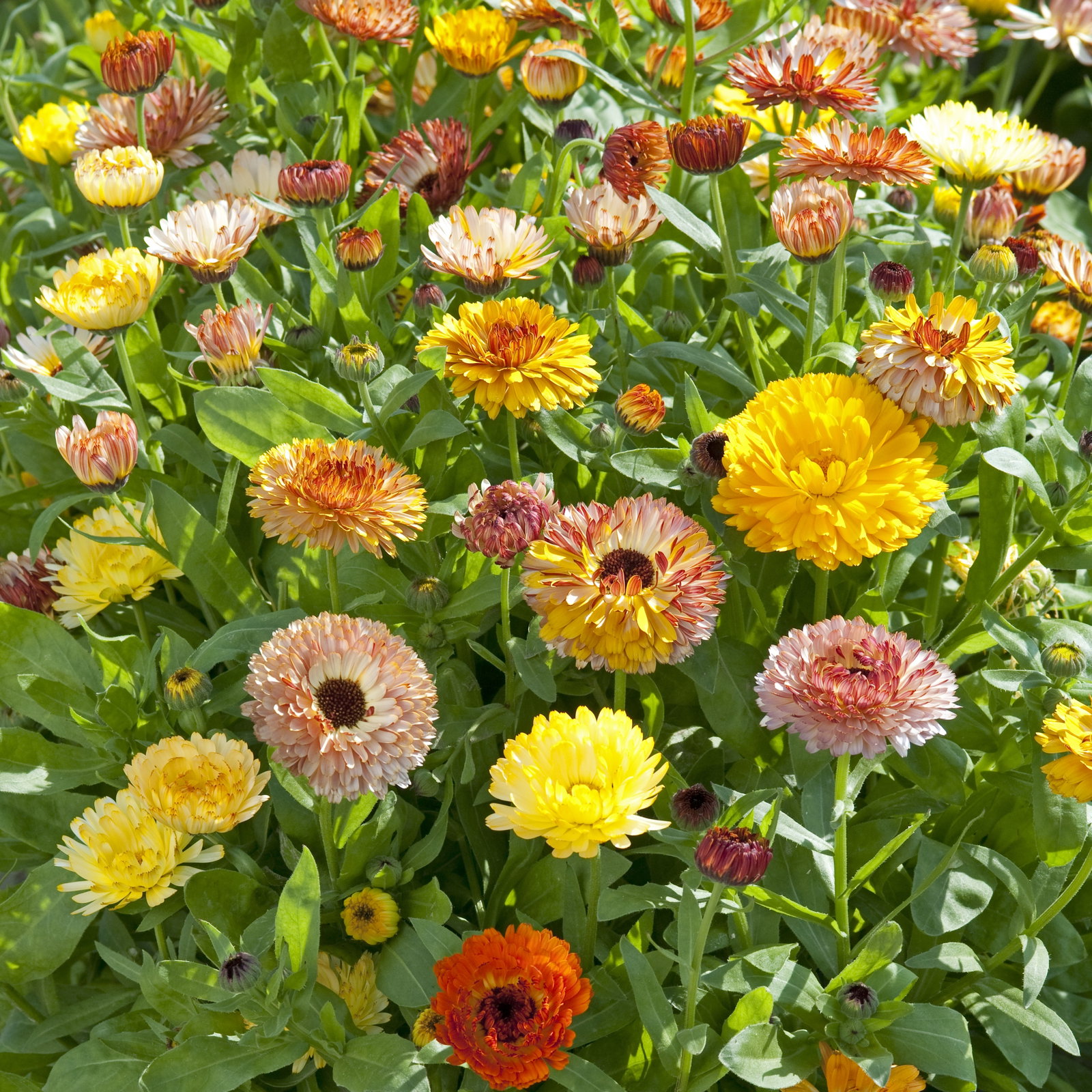Calendula Playtime Mix