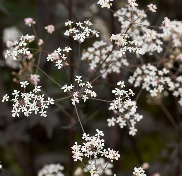 Anthriscus Sylvestris Ravenswing