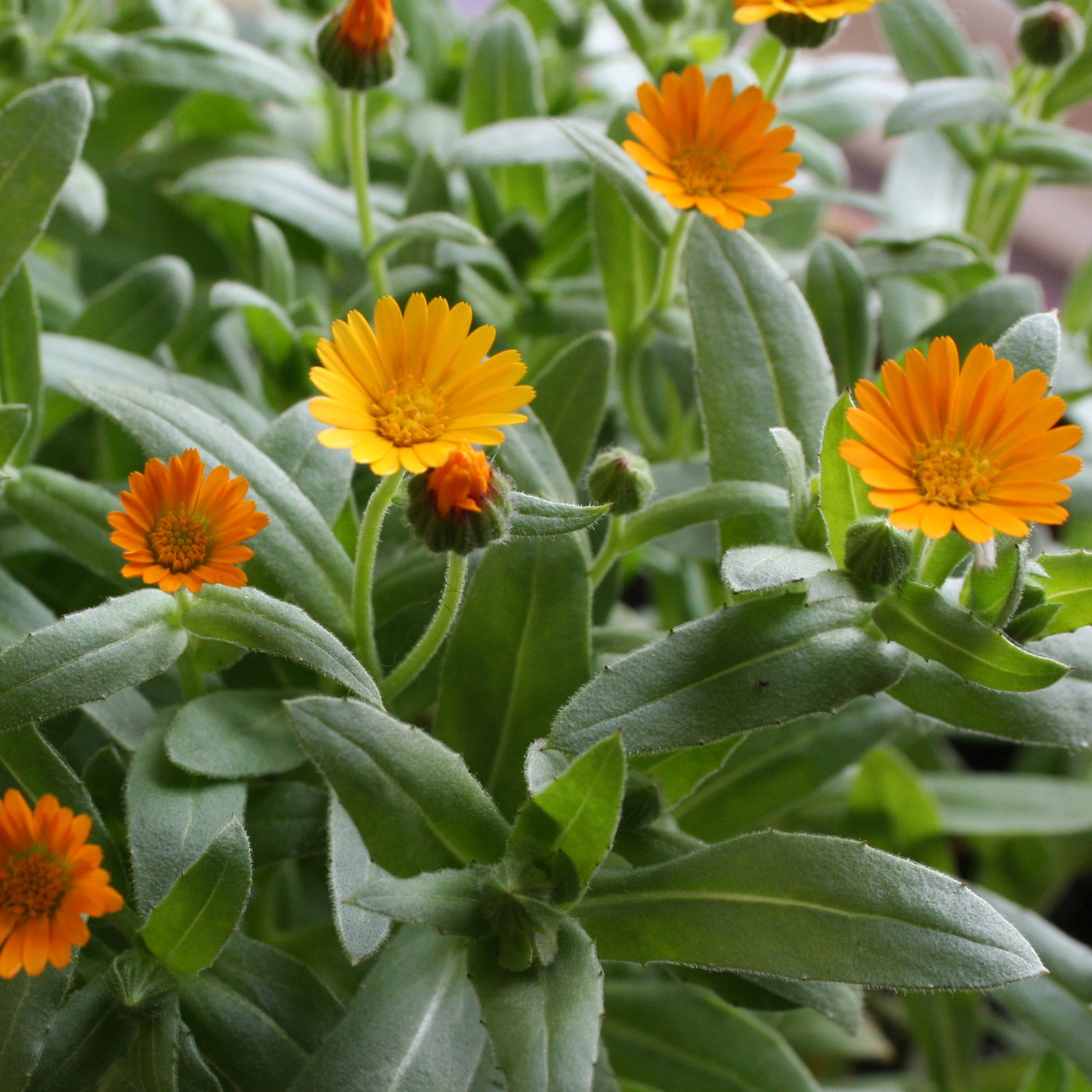 Calendula Winter Sun