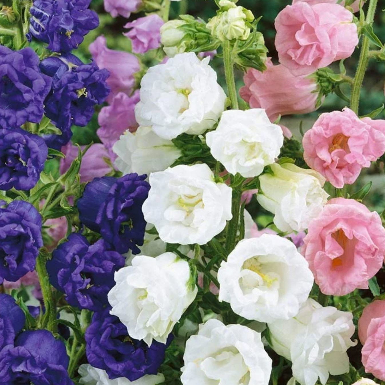 Campanula Calycanthema Mix
