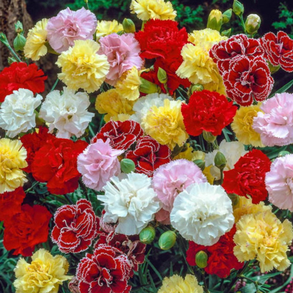 Carnation Hardy Border Mix