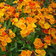 Wallflower Cheiranthus Allionii