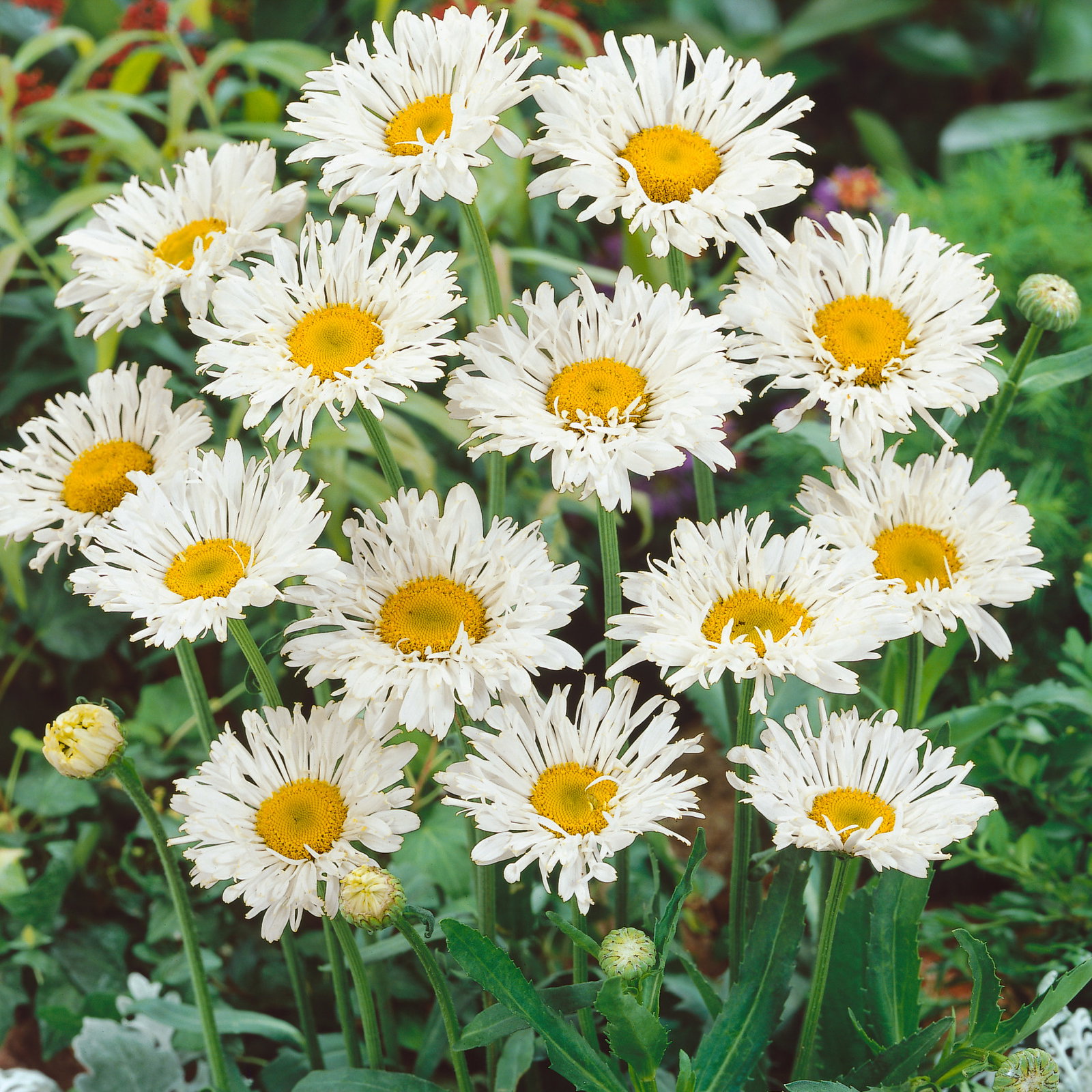Leucanthemum Crazy Daisy