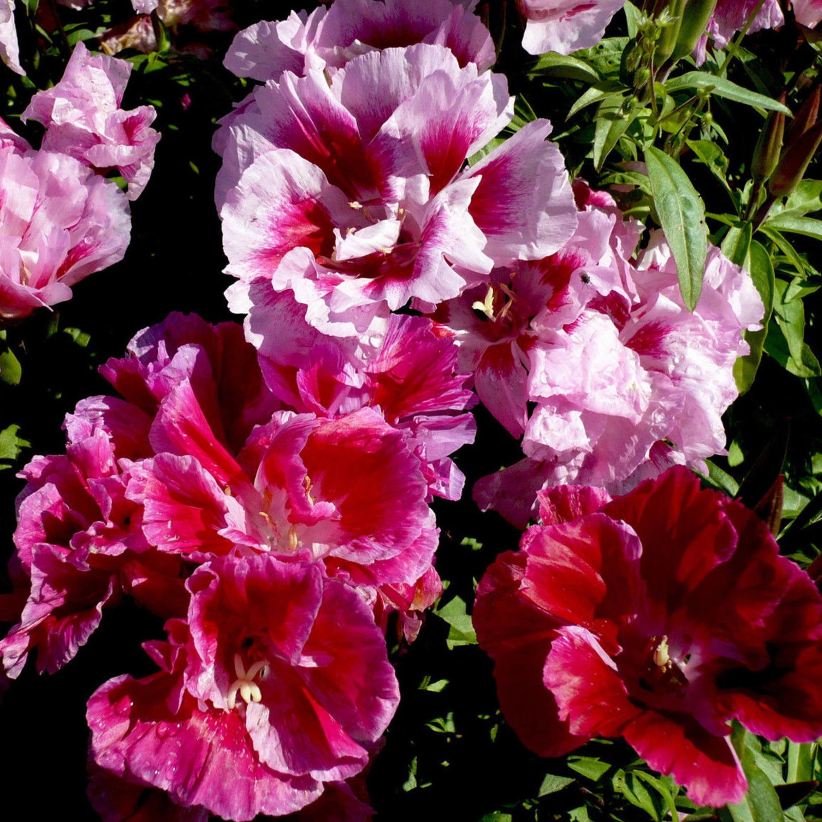 Clarkia Crown Double Mix
