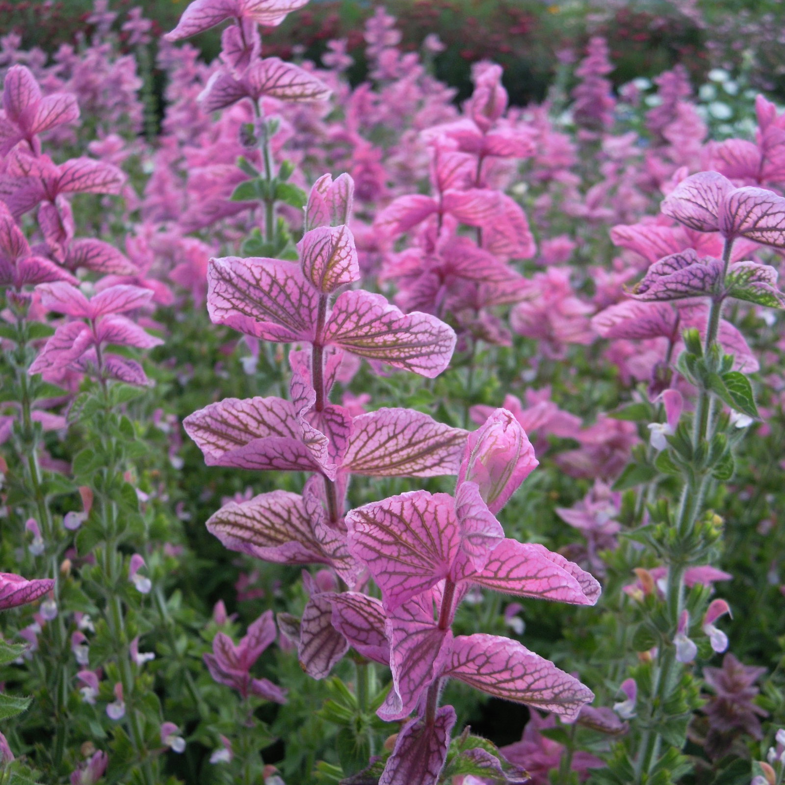 Clary Pink Sundae