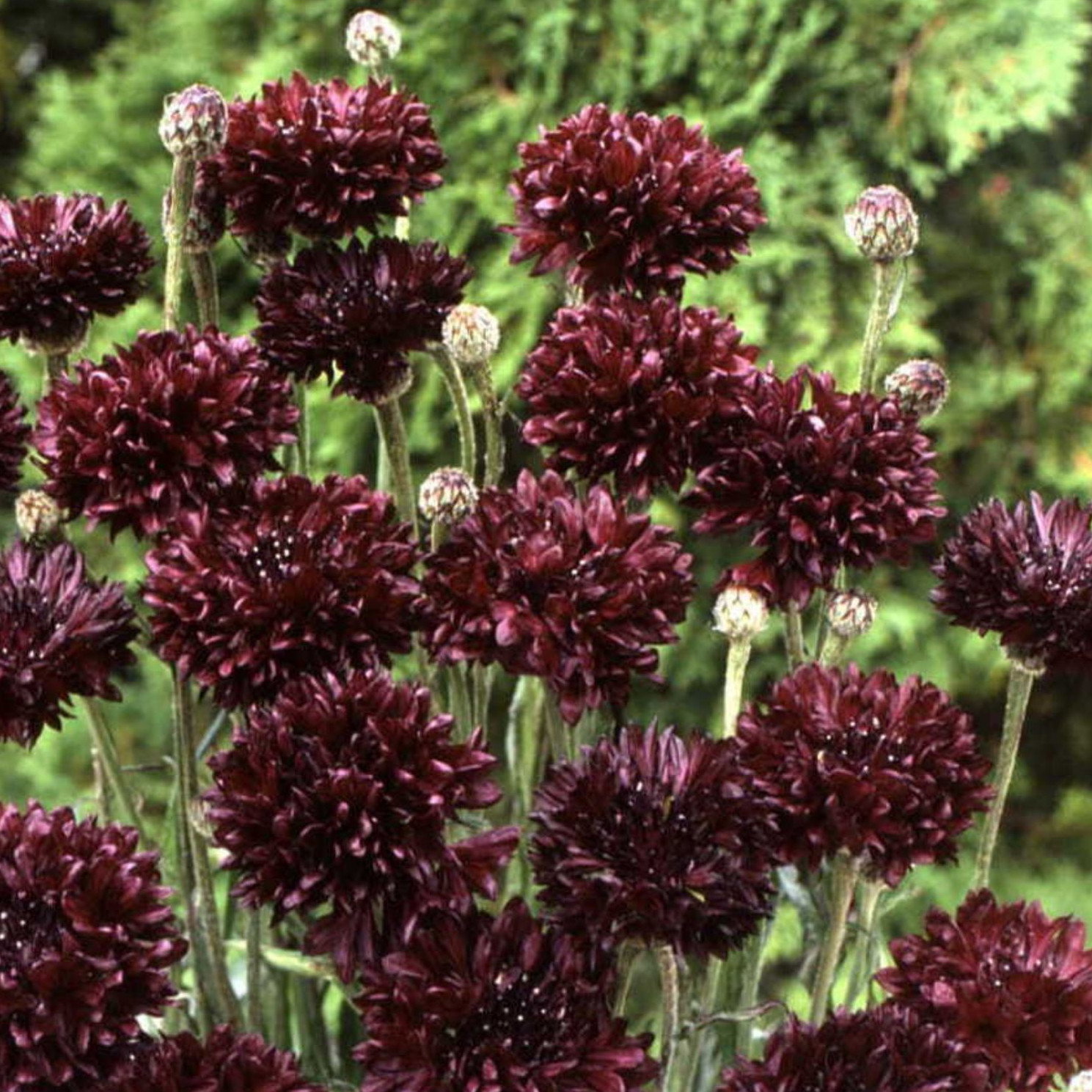 Cornflower Black Ball