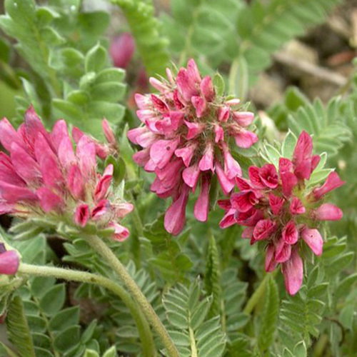 Anthyllis Montana Rubra