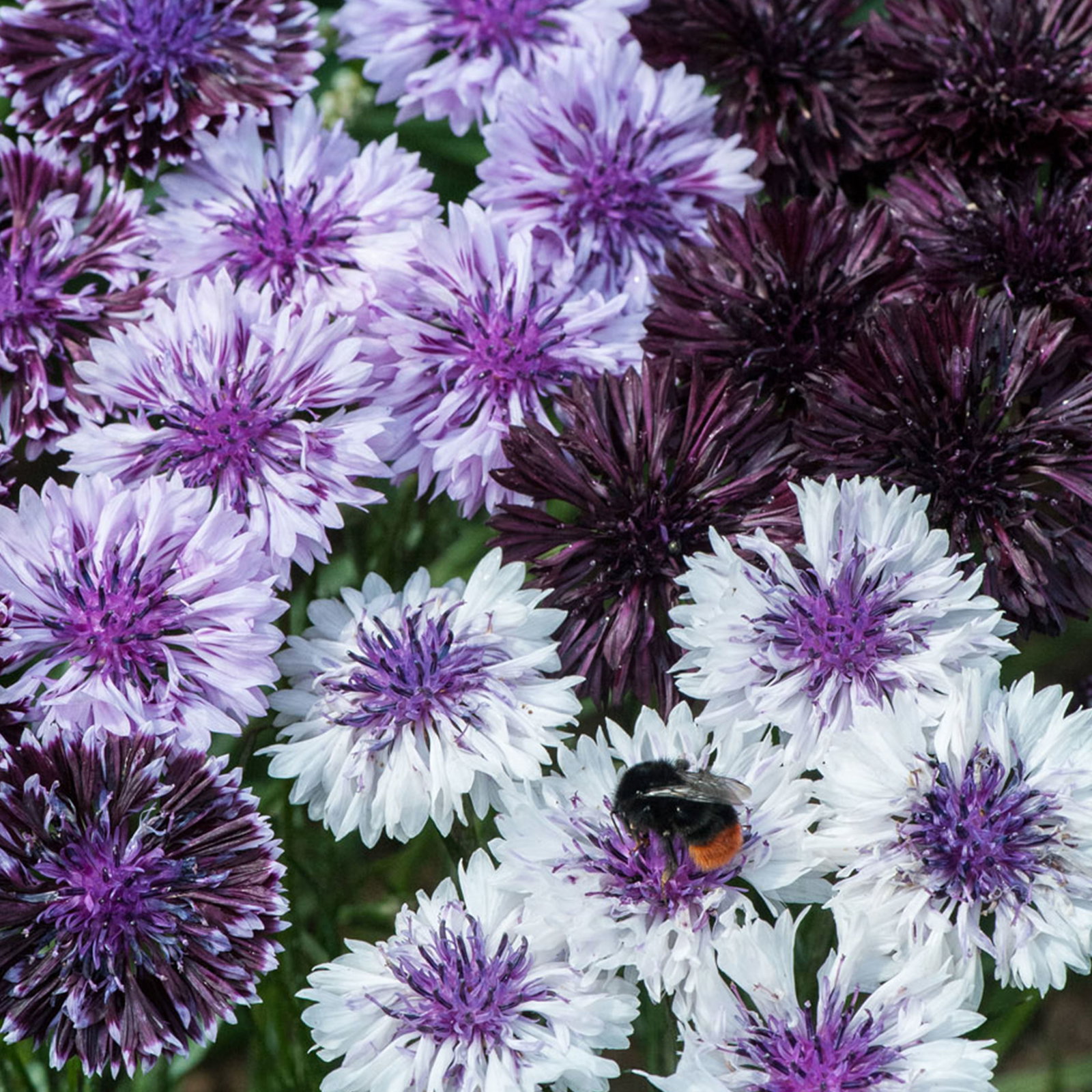 Cornflower Classic Magic