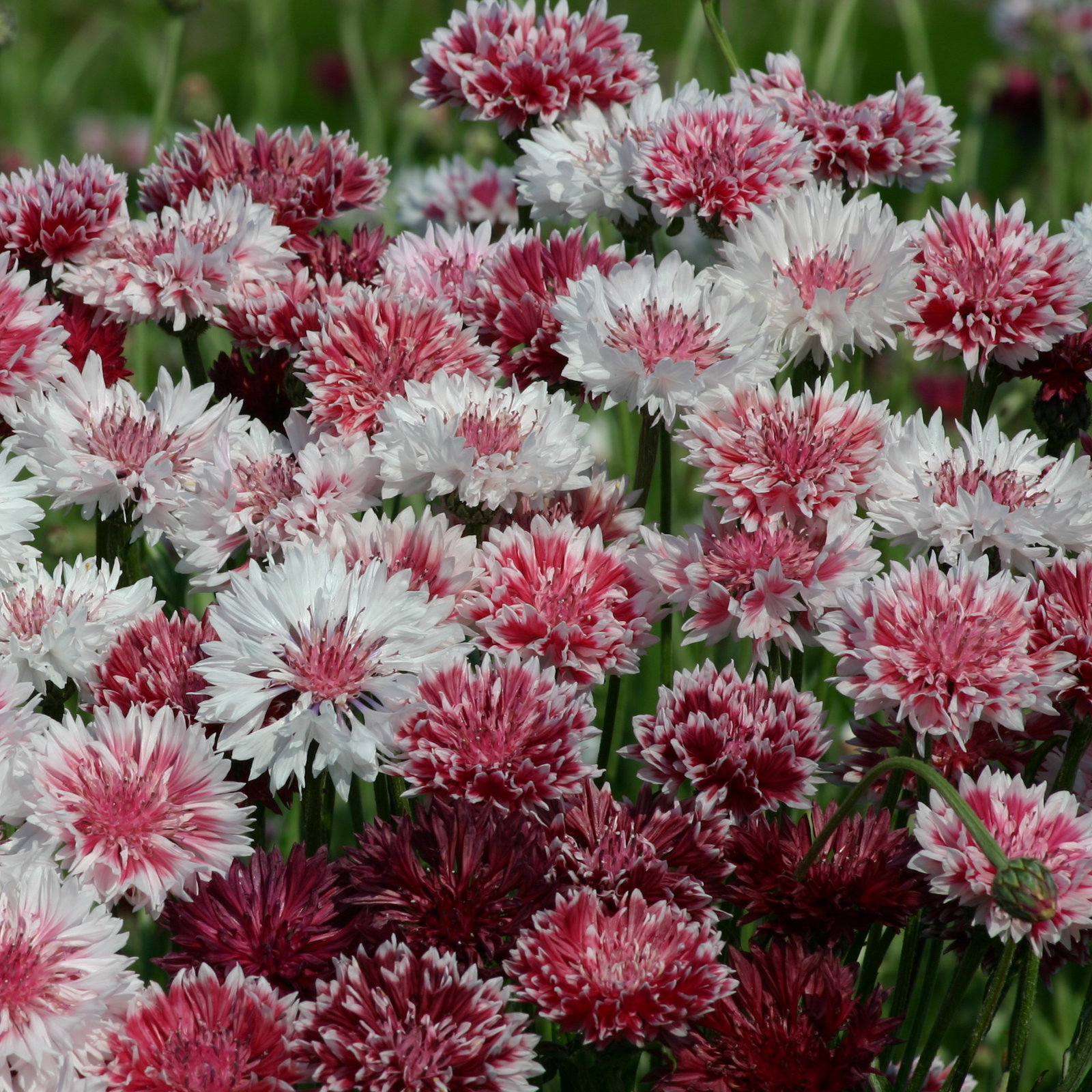 Cornflower Classic Romantic