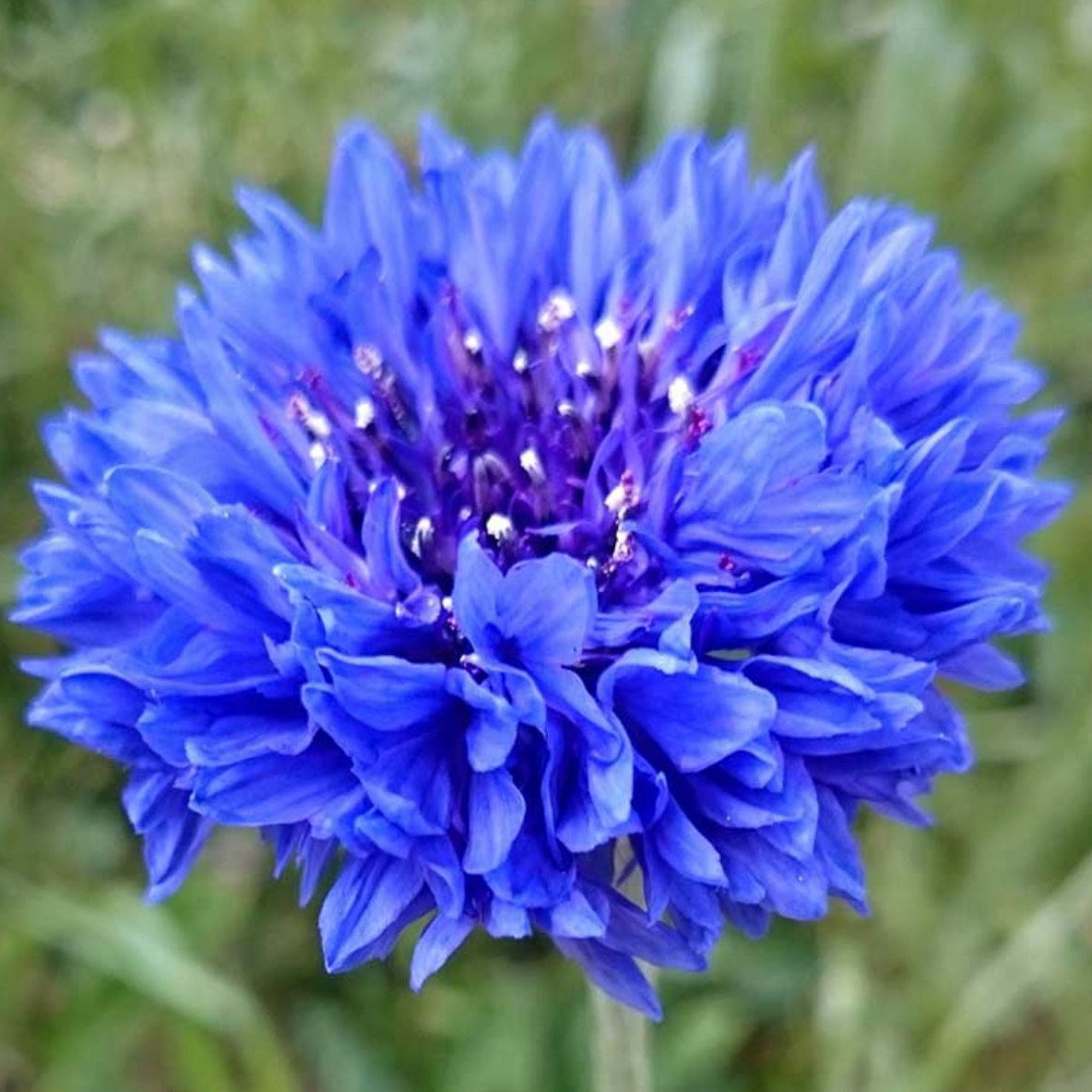 Cornflower Double Strain Blue