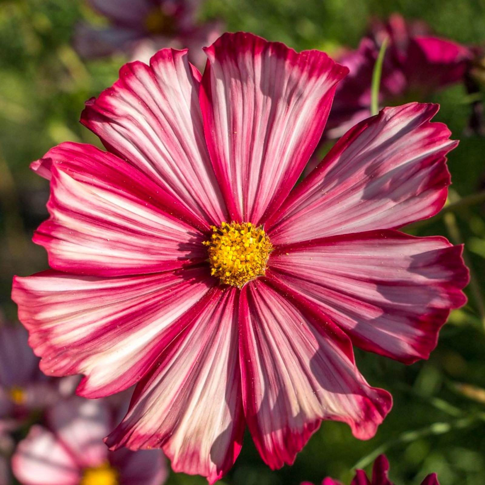 Cosmos Veloutte