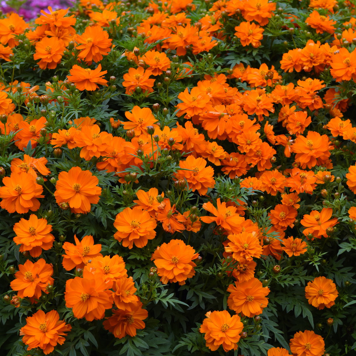 Cosmos Sulphureus Mandarin